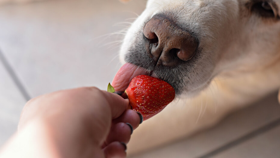 Can Dogs Eat Strawberries? Read Before You Feed Purina